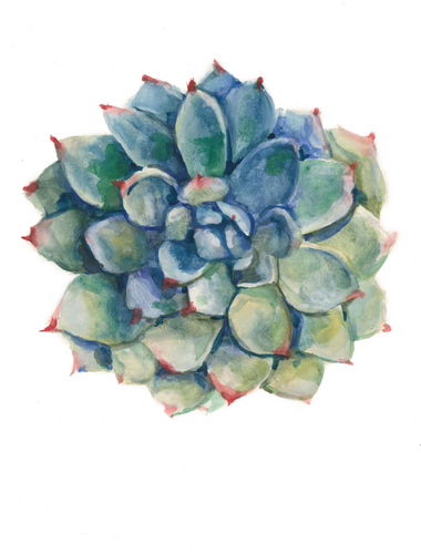 Succulent Watercolor Painting with blues and greens. It’s a rectangle print with a white background. 